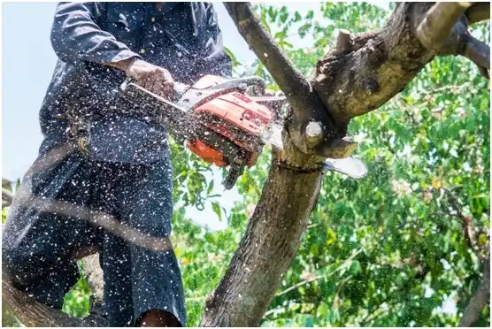 tree services Somerville